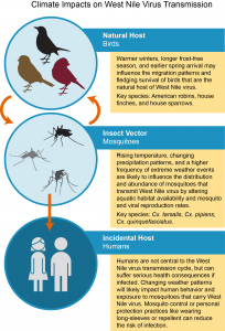 vector_climate-impacts-wnv-transmission_v3_0