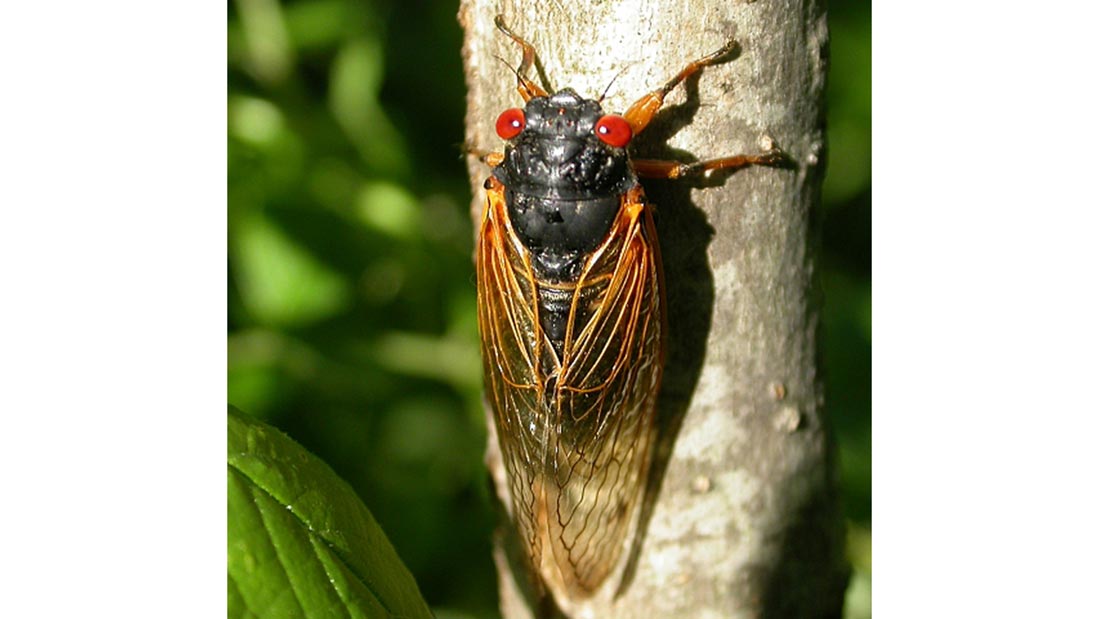 17year Cicada Arrival in the Eastern United States North Carolina